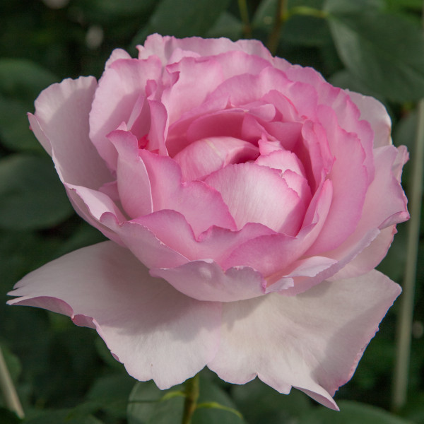 Pink YVES PIAGET® Meivility 